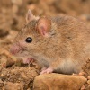 Mys domaci - Mus musculus - Eastern House Mouse 3148